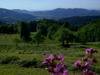 fruehling75 unternebling